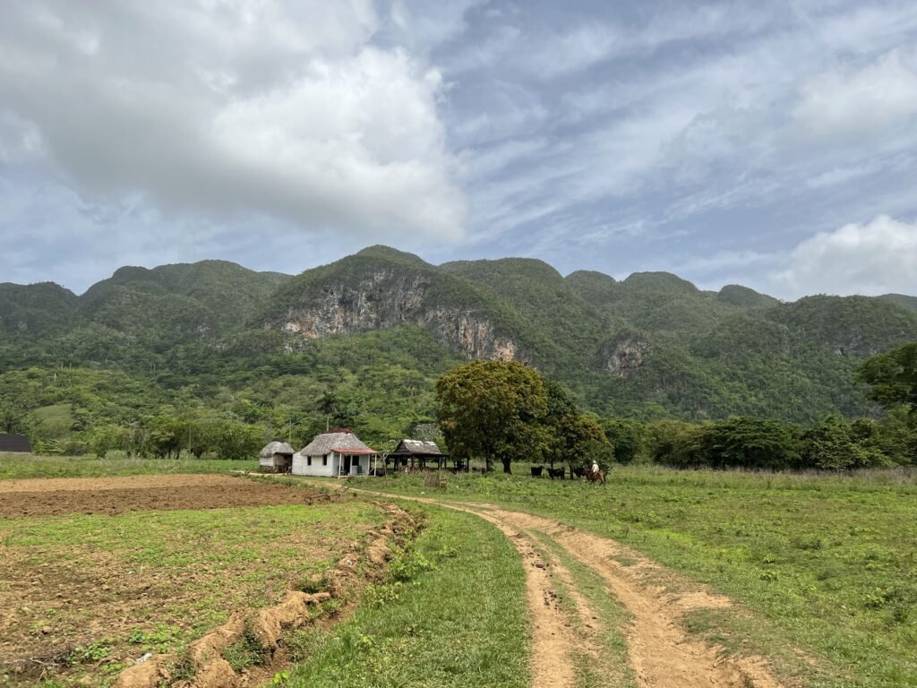 A tobacco farm in the Vinales valley, Cuba, with a farmer on horseback below the limestone mogotes